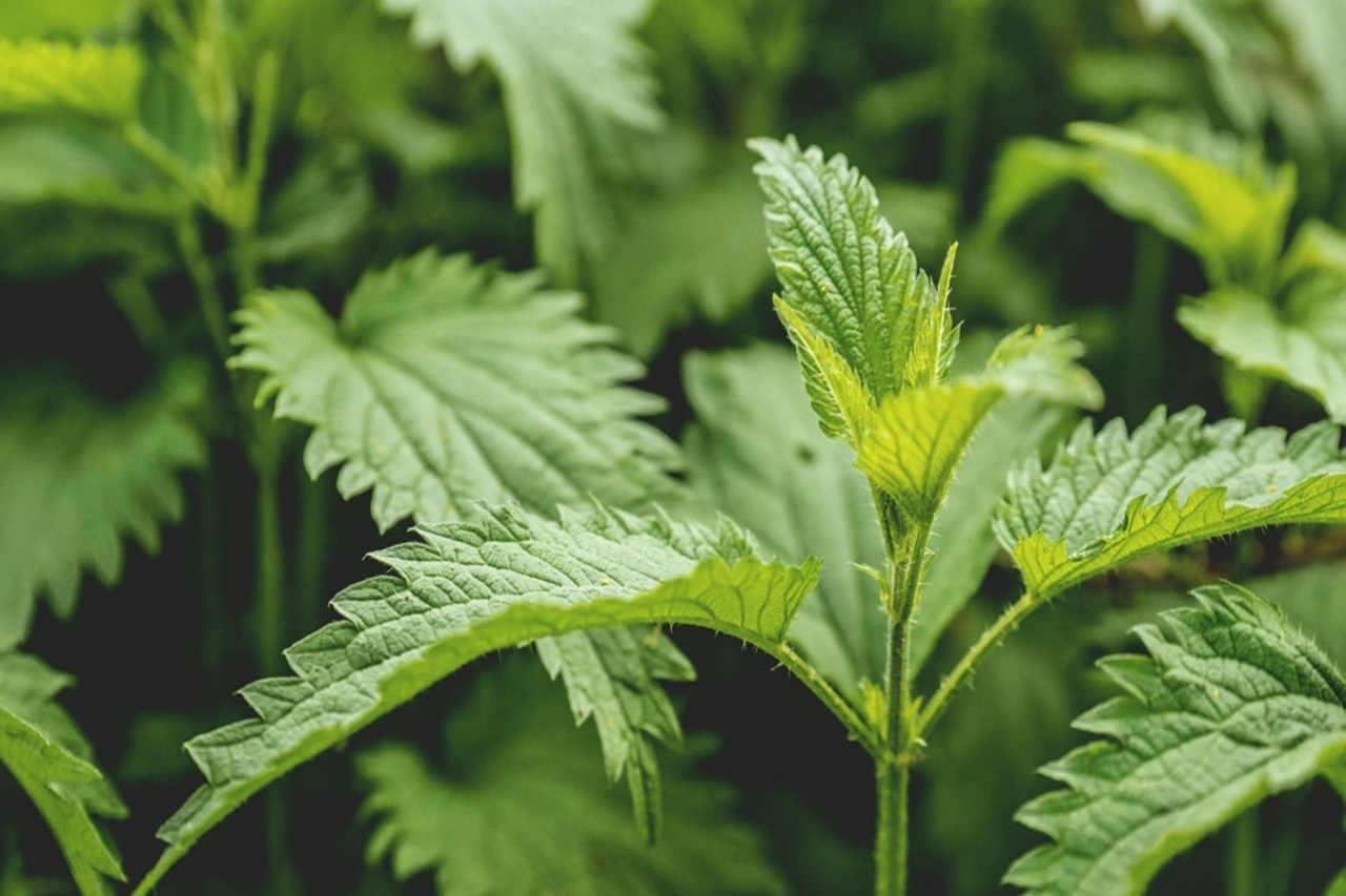 Plantes médicinales